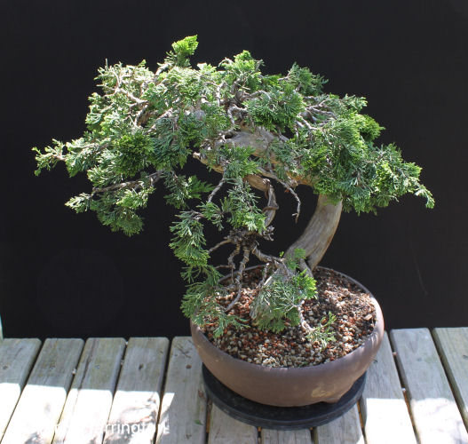 AT Juniper sabina carving and styling